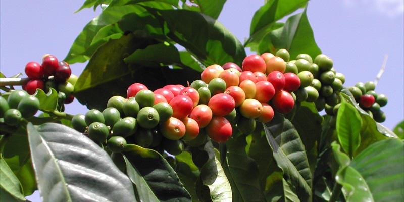 Coffee Plant - Blue Mountains