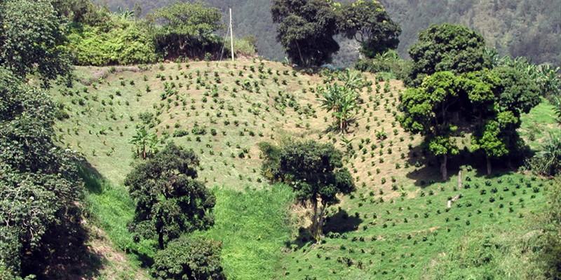 Coffee Plantation