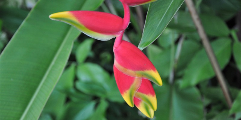 Heliconia