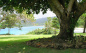 The garden